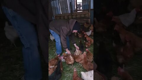 #reels #chickens #chicken #homesteading #homestead #homesteadlife #farm #farmlife #winter