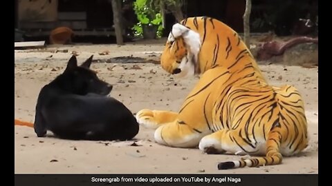 Fake Tiger Prank To Sleeping Dog On Road,Most Funny moments Must watch