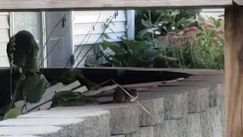 Chipmunk watches me in the backyard pt 1