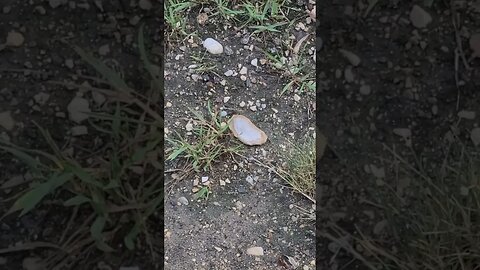 weird rock #shorts
