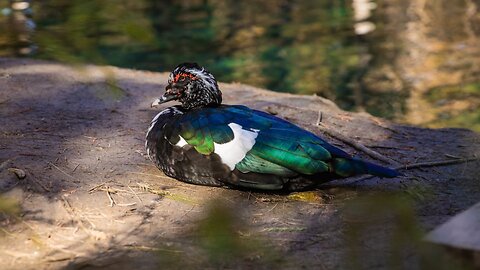 Monal is a beautiful bird. (Lophophorus bird).