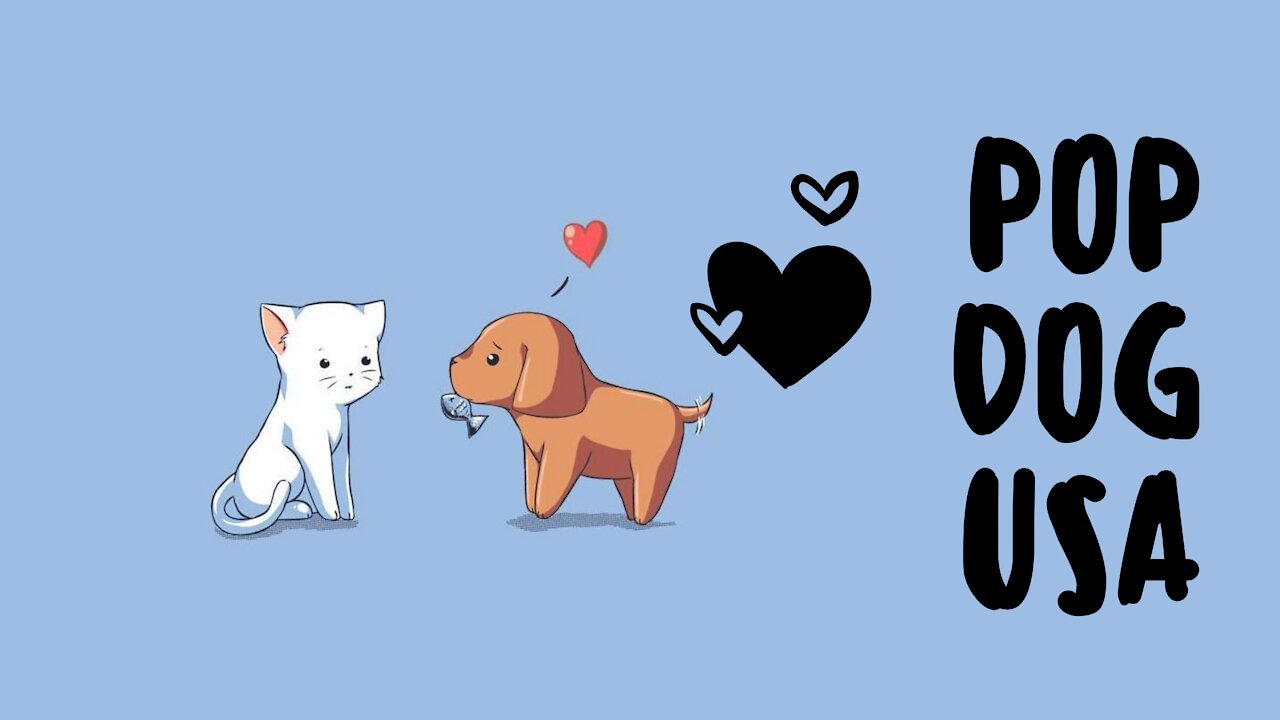 Incredible! [Dog having fun with the mirror] / Incrivel! [Cachorro se divertindo com o espelho]