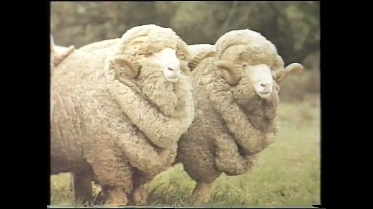 TVC - Undarbri Merino & Poll Stud Field Day (1992)