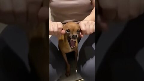 PENSA NUMA FERA #meme #viral #rir #comedia #engraçado #shorts