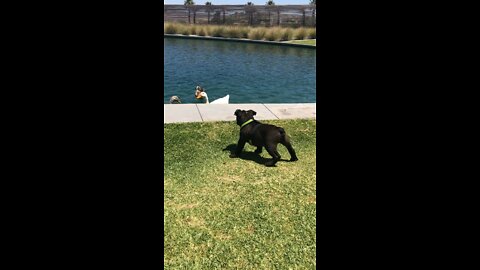 Dog