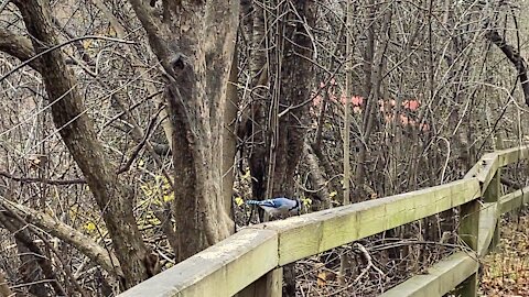 Blue Jay and chickadee