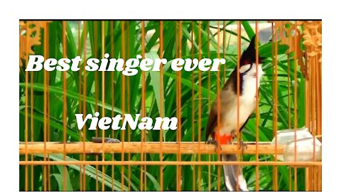 VietNam bird sings