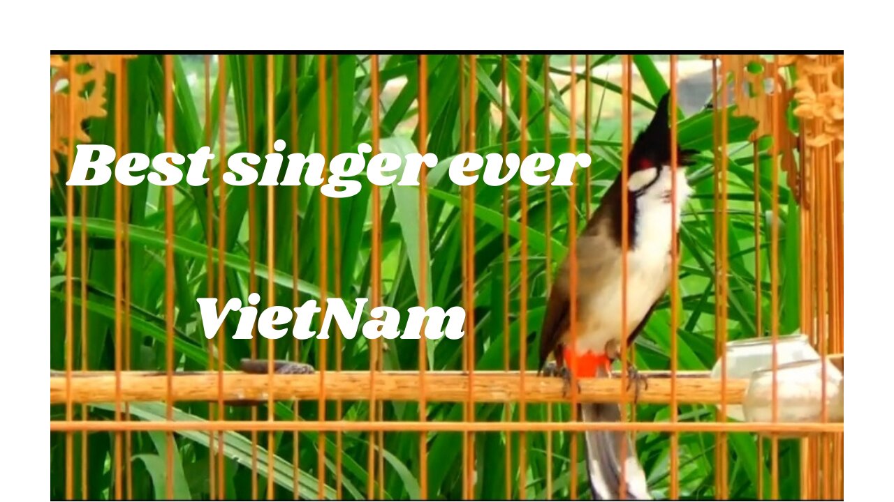 VietNam bird sings