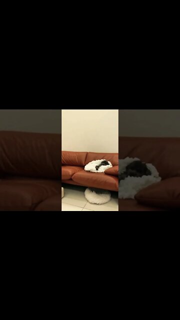 Don’t mind me…do whatcha gotta do. 😏🥴🤣🐶 #shorts #clips #shortsfeed #foryou