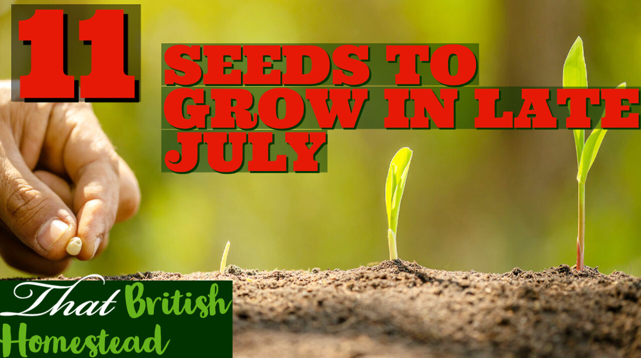 11 seeds to sow in LATE July: Allotment Garden