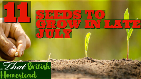 11 seeds to sow in LATE July: Allotment Garden