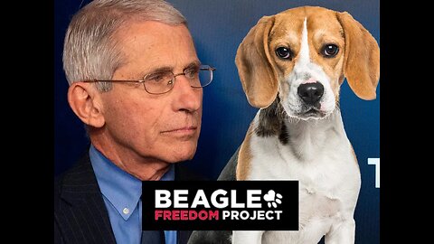 SHOCKING- Fauci Funded Beagle Muting Experiments