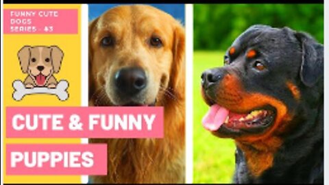 FUNNY CUTE DOGS - Cute Funny Puppies