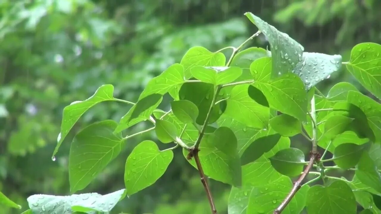 Piano with rain sound