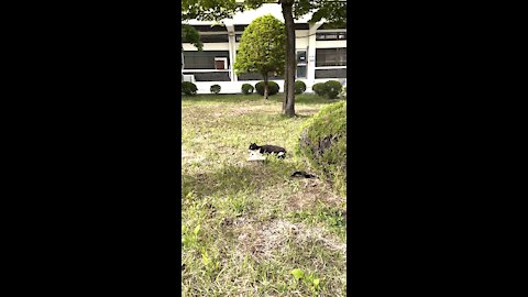 Get acquainted with a cat resting in the park