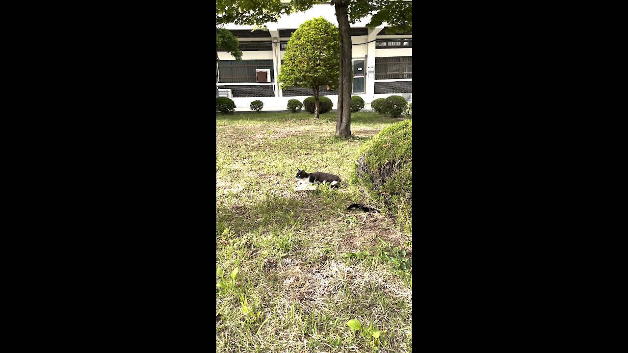 Get acquainted with a cat resting in the park