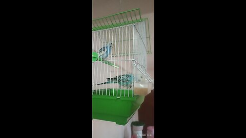 Budgies at home