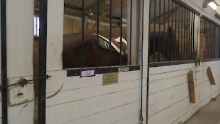 Healing through horses