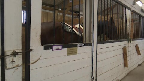 Healing through horses