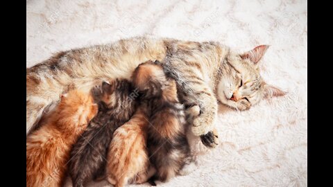 A Cat is feeding her babies