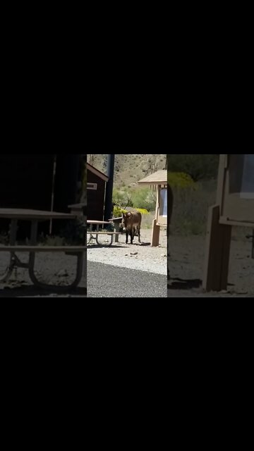 Beautiful California Burro Has An Itch To Scratch