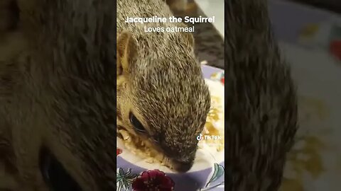Jaquelin the squirrel, loves her nighty oatmeal before bed.:)