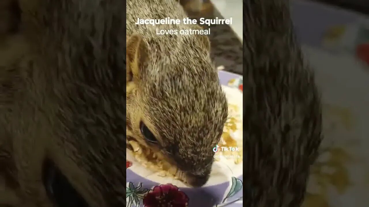 Jaquelin the squirrel, loves her nighty oatmeal before bed.:)