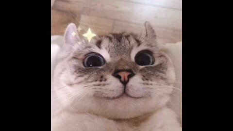 Cut and funny videos cats compilation
