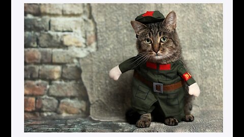 Daily dose of funny cats