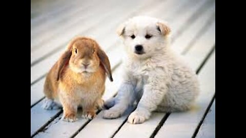 Amazing Relaxing Instrumental Music, Cute Dogs, Beautiful Nature, Ocean , Waterfall