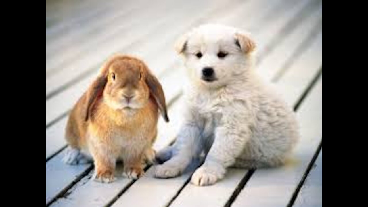 Amazing Relaxing Instrumental Music, Cute Dogs, Beautiful Nature, Ocean , Waterfall
