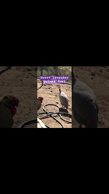 Sweet lavender guinea fowl #freerange