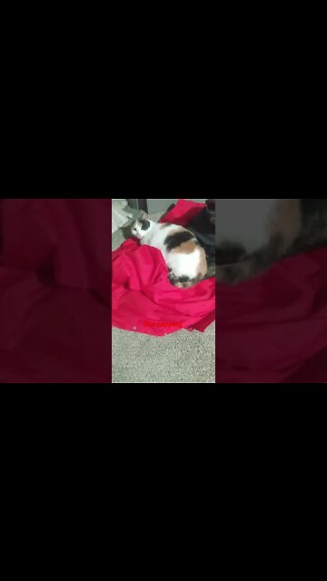 SO CUTE! Cat Likes to sleep on things (papa John's jacket) OPHELIA THE CAT