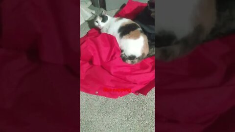 SO CUTE! Cat Likes to sleep on things (papa John's jacket) OPHELIA THE CAT