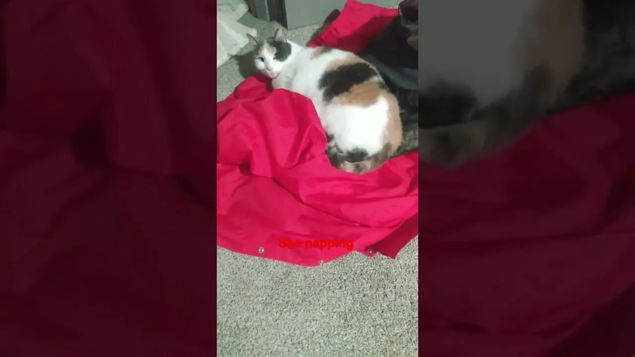 SO CUTE! Cat Likes to sleep on things (papa John's jacket) OPHELIA THE CAT