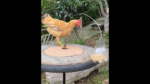 "Brilliant way to get your chicken moving! 🐔💡"