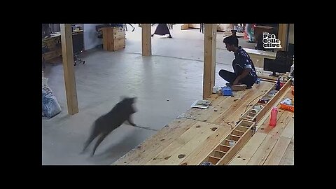 Hilarious Security Camera Fails 🕵️‍♀️