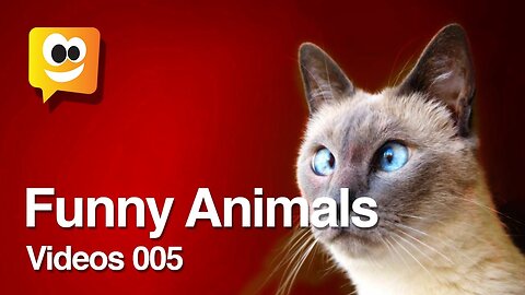 BEST FUNNY ANIMALS COMPILATION 004