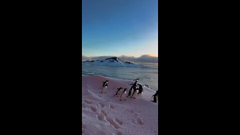 The Ginto Penguin Lives a Social Life!!!