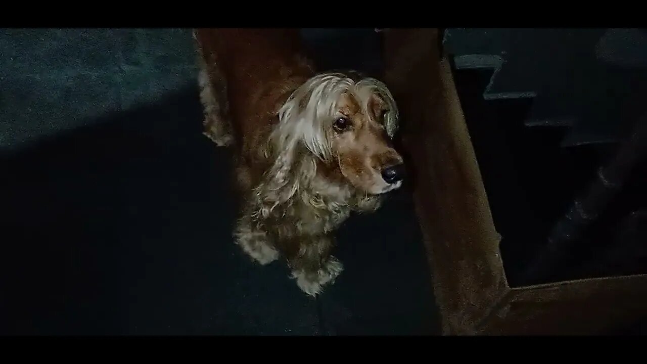 #dogshow , #animals , #dogs , #shorts