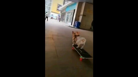 Cute dog rides a skateboard