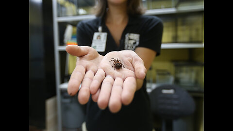 Insects illegally smuggled to the US find new homes at Cincinnati Zoo