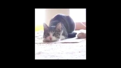 Dog and cat drift to music