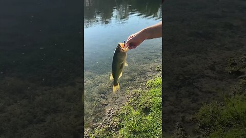 The Texas Bass are still chowing on the Dragon Slayers. Go get yours on our website! #fishing