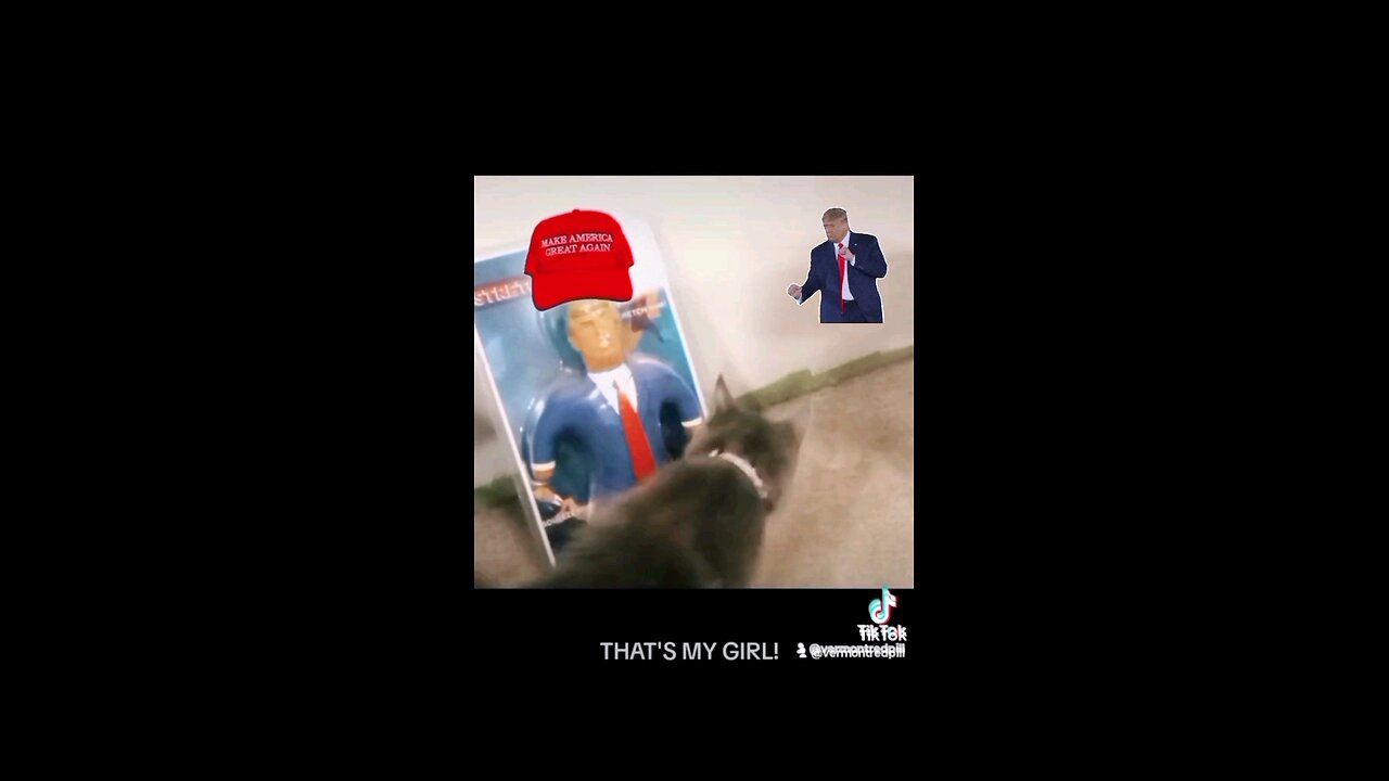 MAGA CAT CELEBRATES TRUMP HISTORIC VICTORY - LUVMUFFIN GIVING KISSES ADDED DANCING TRUMP!