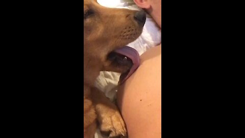 It's safe to say that this pup is definitely broken
