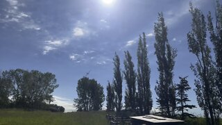 Crop Duster Below The Tree Line