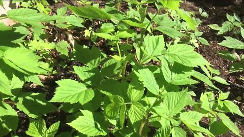 Need help with your garden?