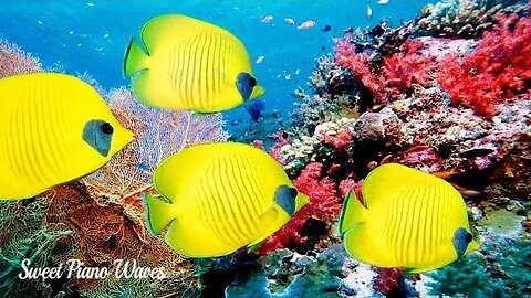 Beautiful Relaxing Music Amazing Coral Reef Fish Relax, Underwater Ambience, Stress Relief Music