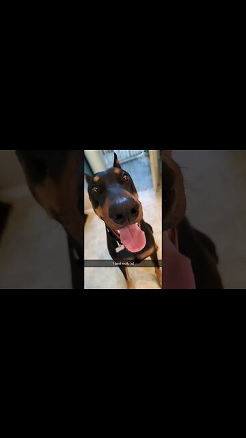 Now THAT'S 1 SEXY #doberman!😍 #dobermanlove #dobermanplanet #dobermanpinscher #dobermanpride #dobies